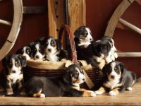 Der Entlebucher Sennenhunde ist mit einer Größe von