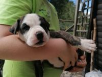 Hallo ihr lieben, Wir sind eine supersüße Rasselbande