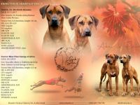 Pregnancy confirmed!! We are happy to announce our