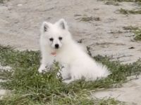 Boo, Die Kleine Pomeranian Spitz Dame ist gerade mal 6