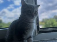 Britisch Kurzhaar, Hallihallo Katzenfreunde, auf den