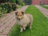 Dehami's Secret Celestial Star