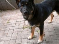 Hallo. Ich biete einen Welpen an. Schäferhund mix. Er