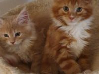 Unsere Roxy hat am 2.6.2022 sieben entzückende Babys