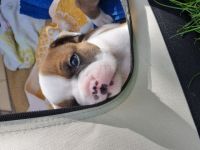 Unsere Welpen wachsen mit Familienanschluss mitten im