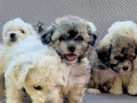 Hallo - wir sind putzmuntere kerngesunde Bolonka Welpen