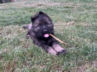 Hallo liebe Schäferhundfreunde, ein dunkelgrauer,