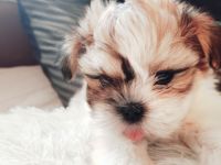 3 Jungs und ein Mädchen suchen liebevolle Familien