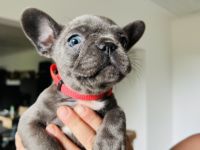 Am 5.Juli 2022 erblickten unsere 7 kleinen Zwerge auf