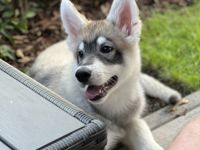 Ich bin Ice , ich bin sehr aufgeschlossener Welpe der