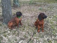 Bayerischer Gebirgsschweißhund aus Dojca Tal (Polen)