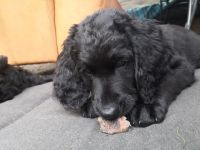 Unsere Hündin (Weimeraner/Schweizersennen) hat