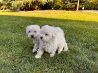 Hi wir sind 4 Süße malteser welpen ,wir suchen eine