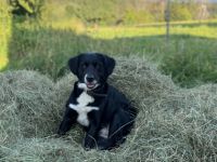 Samantha, Sam ist eine ganz liebe Hündin, die Kinder