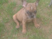 2 wunderschöne französische bulldogge welpen suchen ab