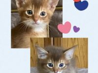 2 Brüder, Somali & Abessinier Variant Katerchen in der