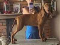 Am 20.April haben unsere Welpen das Licht der Welt