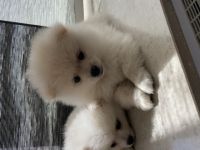 Mini Boo Pomeranian Zwergspitz Welpen Weiß Cremeweiß.