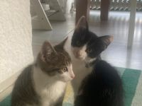 2 Katerchen zum verlieben zu verschenken Von einem Wurf