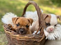 Unsere Old English Bulldog Welpen suchen ab dem 01.09