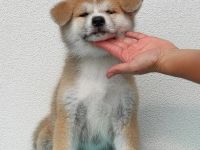 Am 26 .06.2022 hat unsere Hündin / ihre Eltern Japan