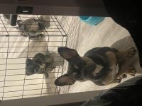 Hallo, wir sind noch 3 von 5 kleine, süße Bullys (1