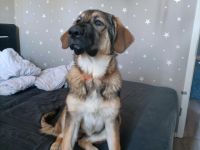 Die Emma sucht ein neues Zuhause sie ist 4 Monate alt