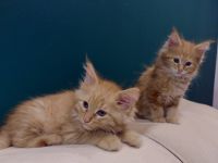 Hallo, In unserem kleinen Zucht sind 6 süße Kätzchen