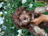 Unsere süßen Schokonasen suchen noch ein liebevolles