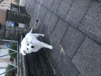 Ich gebe leider meinen kleinen in besseren Händen.