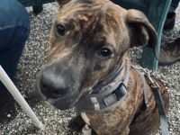 Bella, American Staffordshire Terrier American Bulldog