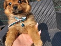 Hallo, wir haben den letzten Junge. Der Welpe ist an