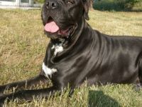 Hallo geben unseren Wurf Welpen ab bei Fragen bitte