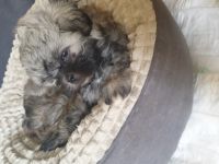 Unsere Hündin Malu eine liebenswürdige Shih-tzu Dame