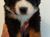 B-Wurf - Jule & Balu Unsere Traumverpaarung Jule & Balu