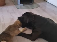 Wir bieten Ihnen noch zwei süße Welpen an ein Mädchen