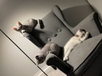 Die wunderschönen zuckersüßen verschmusten Kitten sind