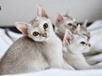 Singapura von Schöneiche