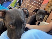 Mein sehr liebe 2 Rüde suchen liebevolle Menschen bei