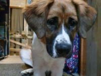 Cleo ist jetzt ein Jahr bei uns ,und wurde mit einem