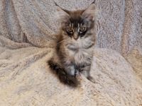 Unsere Kitten werden mit 12-15 Wochen abgegeben. Dann