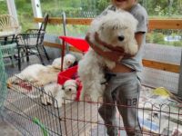 1 Coton de Tulèar Welpe Rüde 9 Monate alt abzugeben