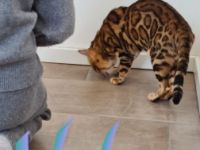 Wunderschöne reinrassige, verspielte, geimpfte,