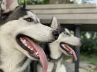 Hallo, verkaufe schweren Herzens aus gesundheitlichen