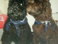 Max, 2 Labradoodle Rüden suchen liebevolles zuhause