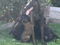 Hallo erstmal Meine X-Herder Hündin und X-Mechelaar