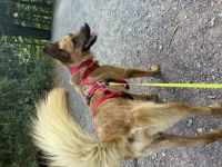 Hallo, mein Name ist Rex. Ich bin bei meiner