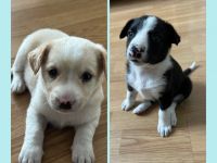 Zweis süße mix welpen von Labrador und Beagle❤️ ♥️Leni