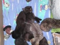 Hallo,unsere beiden BKH und BLH haben sich mal wieder