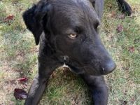 Arturo - Turo, Wir suchen für unsere Arturo (Coated